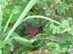 SX06829 The Cinnabar butterfly (Tyria jacobaeae).jpg